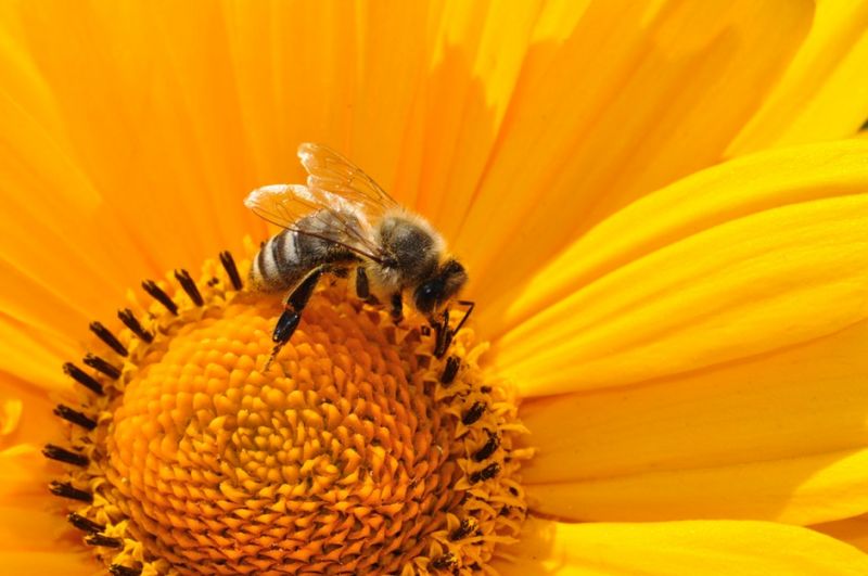 пчела собирает пыльцу с цветка