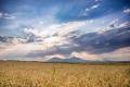 Поле с пшеницей на фоне неба