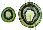 Строение клетки древесины