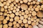 Хранение и защита древесины (4-я часть)