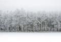 Зимний лес с замерзшими ветками