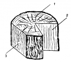 Разрезы и главные части ствола древесины