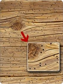 Биологические повреждения древесины