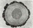 Строение спелой древесины - заболонь, ядро