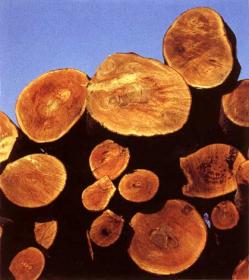 Пороки строения древесины. Часть 1